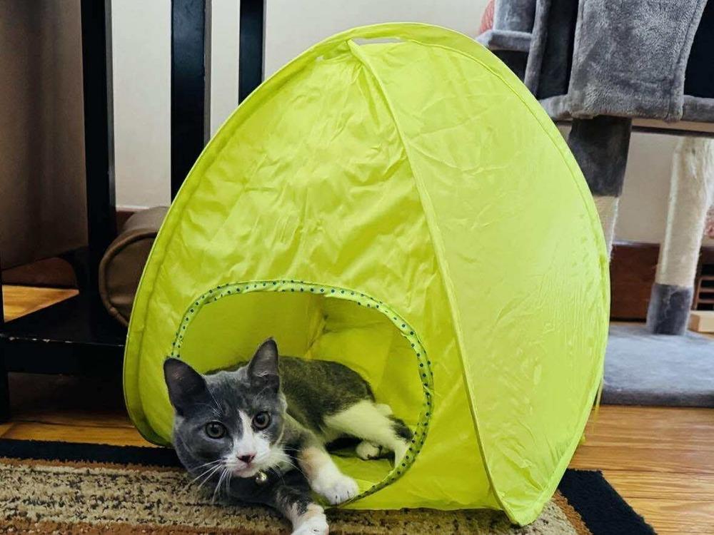 Nacho, a Adoptable mixed breed in Lincoln, NE image 6/6