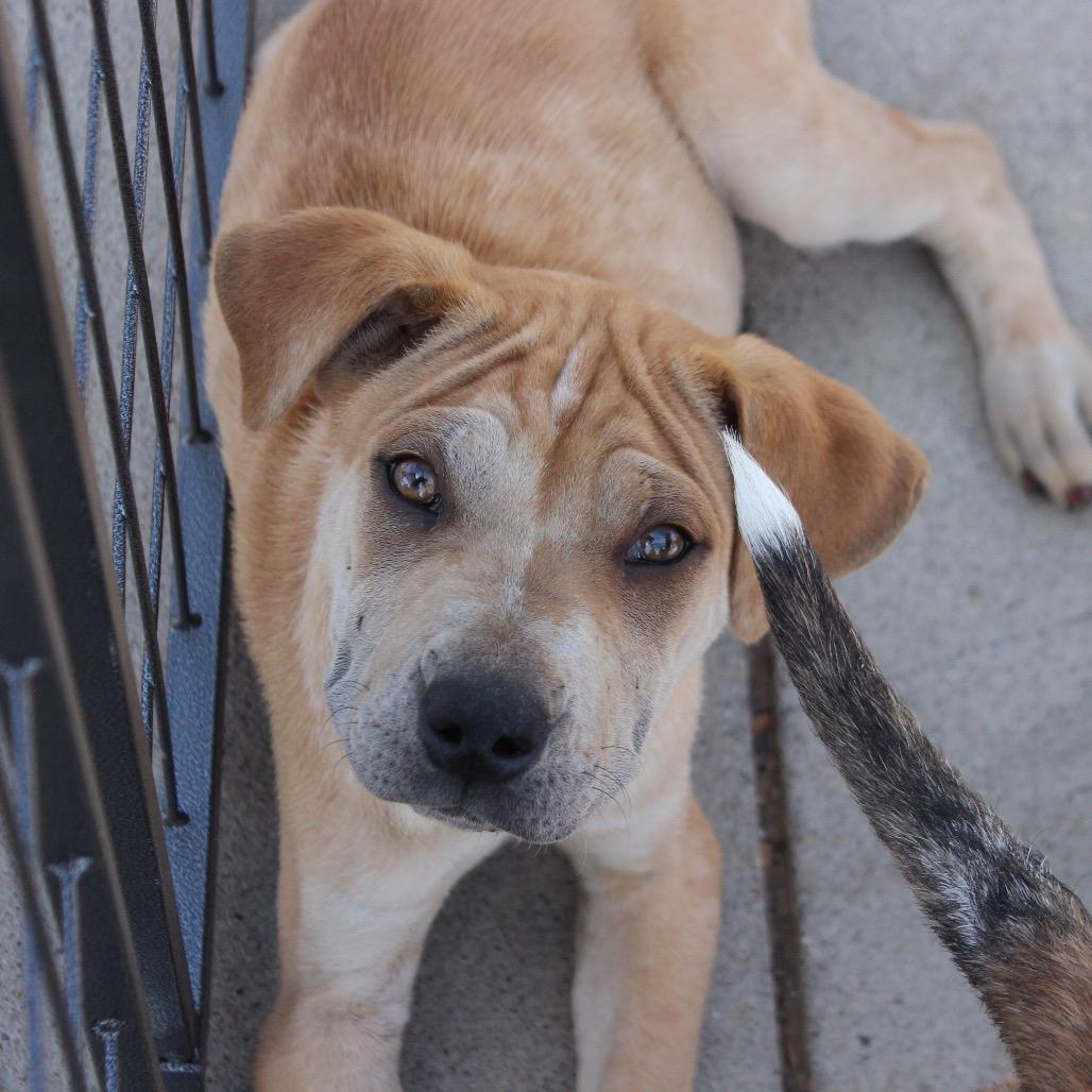 Enlarge Chuck, a Adoptable mixed breed in Midland, TX image 1/3