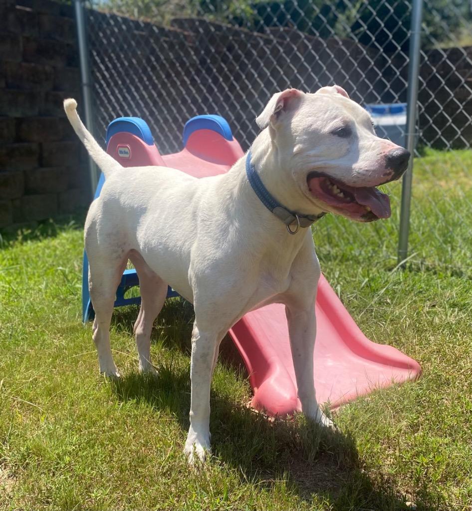Cain, Adoptable, Adult Male Dogo Argentino & Terrier.