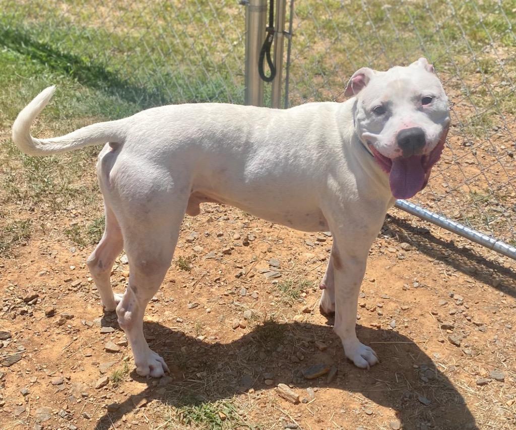 Enlarge Cain, a Adoptable mixed breed in Bryant, AR image 2/3