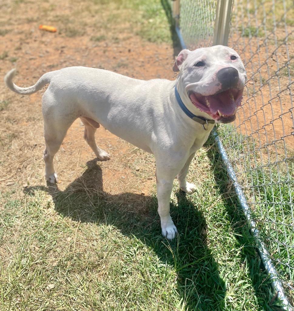 Enlarge Cain, a Adoptable mixed breed in Bryant, AR image 3/3