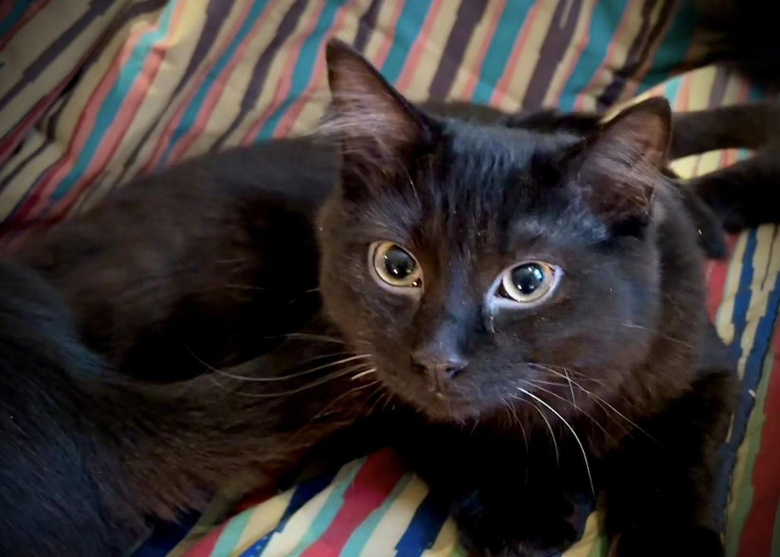 Enlarge Zeus, a Adoptable Domestic Short Hair in Orleans, ON image 1/3