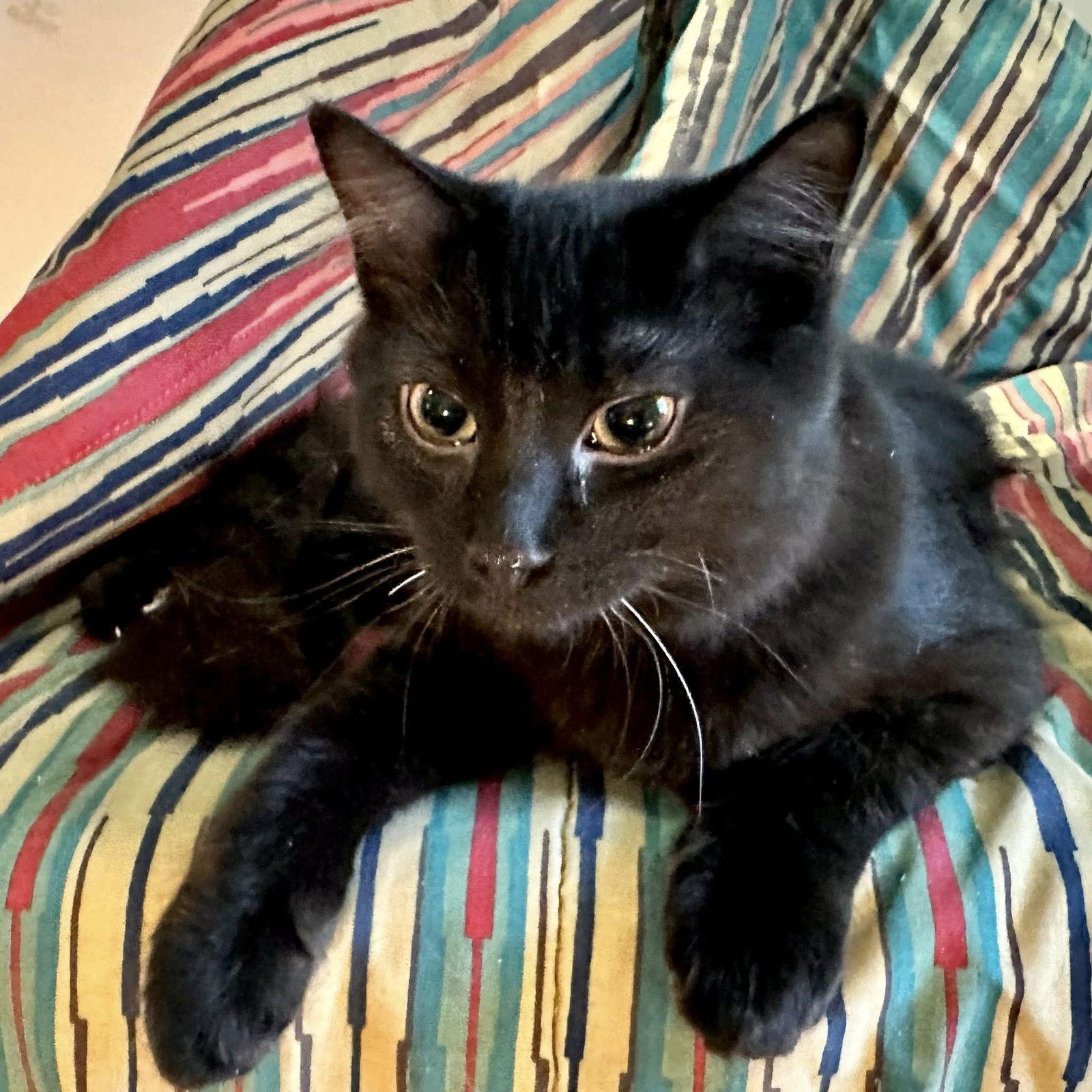 Enlarge Zeus, a Adoptable Domestic Short Hair in Orleans, ON image 2/3