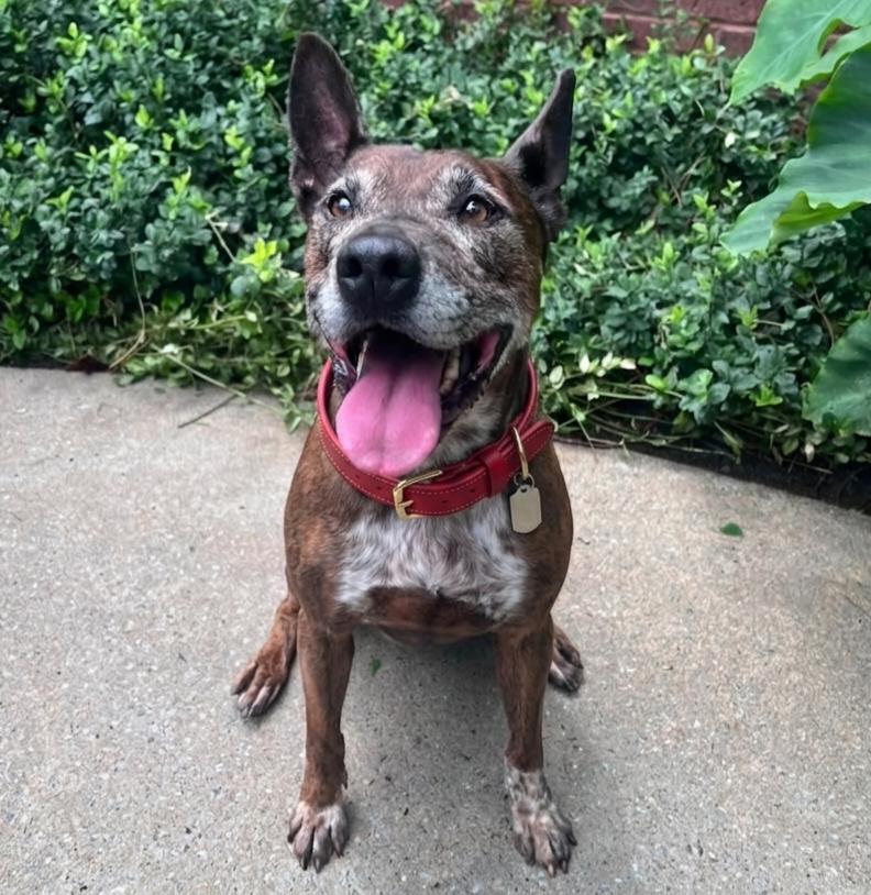 Leslie, a Adoptable mixed breed in Roswell, GA image 2/5