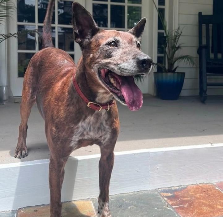 Leslie, a Adoptable mixed breed in Roswell, GA image 1/5