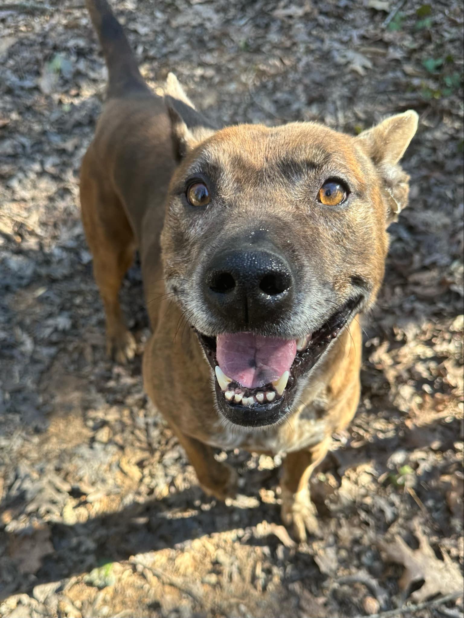 Leslie, a Adoptable mixed breed in Roswell, GA image 3/5