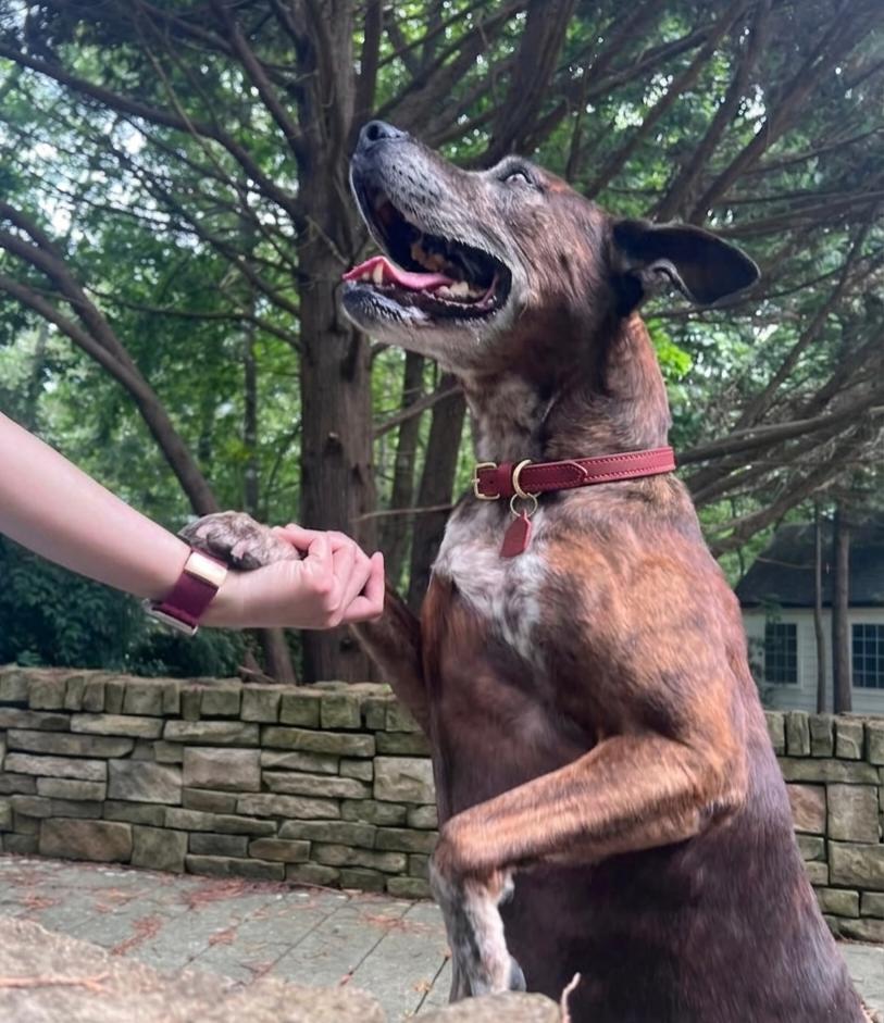 Leslie, a Adoptable mixed breed in Roswell, GA image 4/5