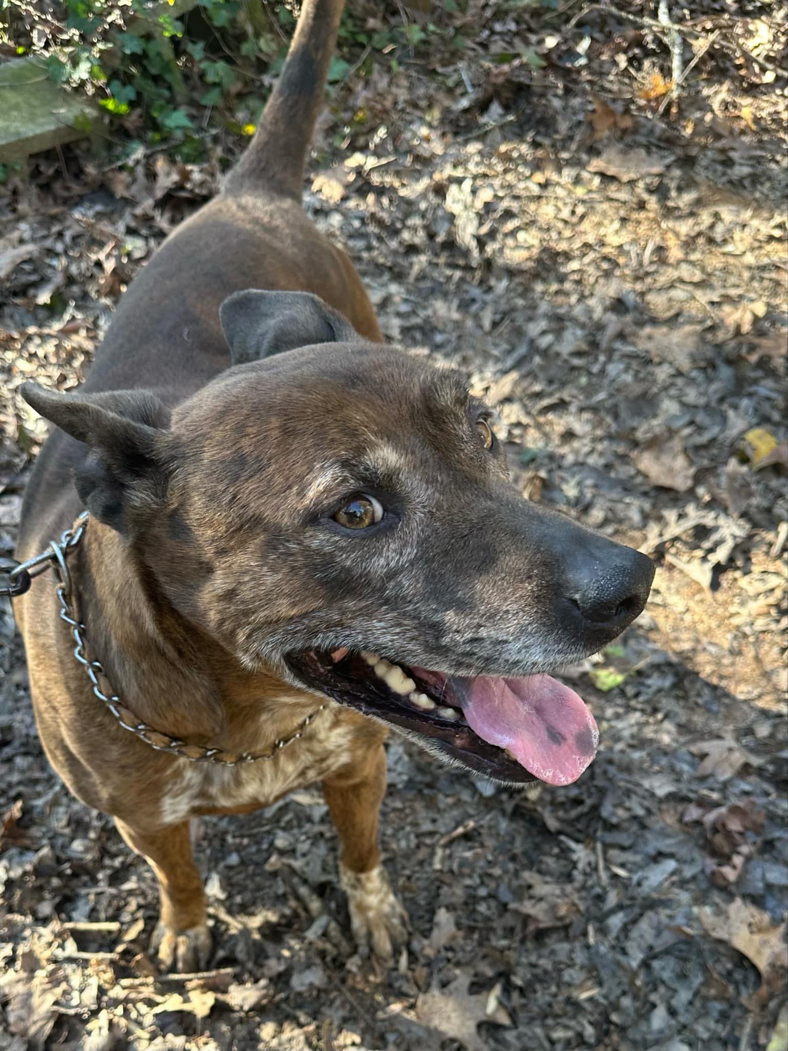 Leslie, a Adoptable mixed breed in Roswell, GA image 5/5