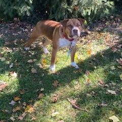 Enlarge Thomas, a ADOPTABLE mixed breed in Penn Yan, NY image 1/1