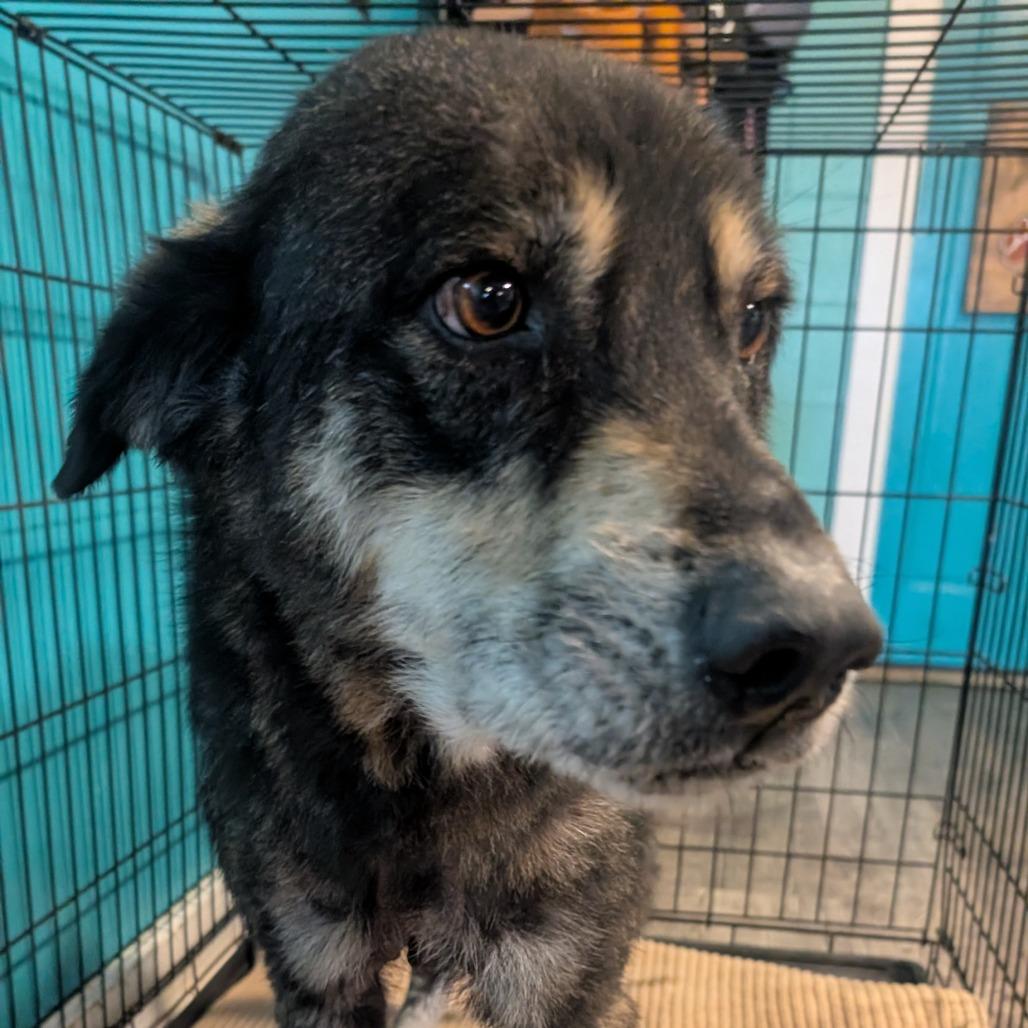 Oscar, Adoptable, Senior Male Mixed Breed.