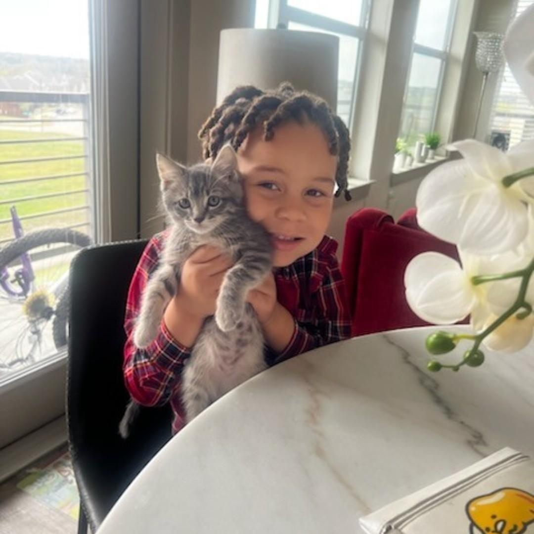 Boo, a Adopted Domestic Short Hair in Dallas, TX image 1/6