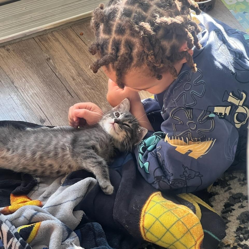 Boo, a Adopted Domestic Short Hair in Dallas, TX image 2/6