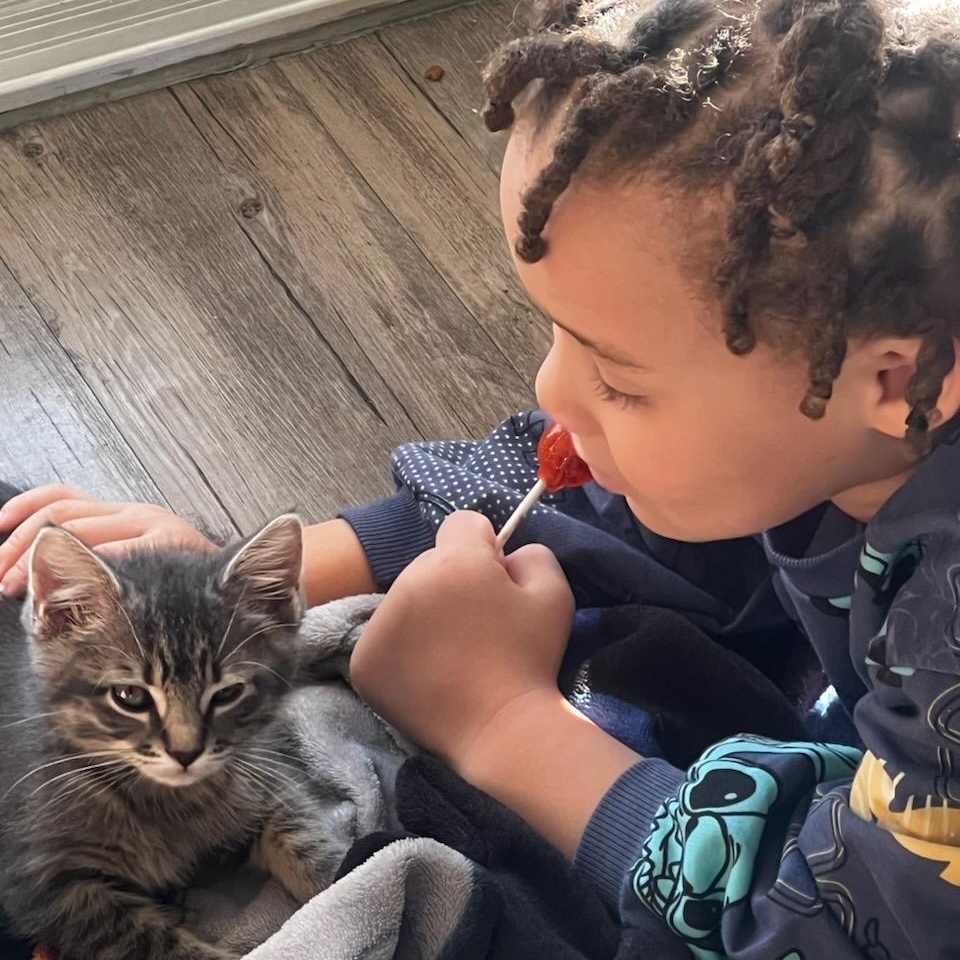 Boo, a Adopted Domestic Short Hair in Dallas, TX image 3/6