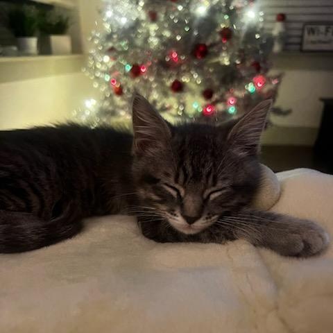 Boo, a Adopted Domestic Short Hair in Dallas, TX image 4/6