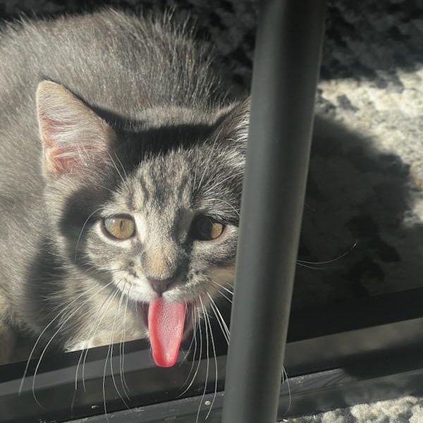 Boo, a Adopted Domestic Short Hair in Dallas, TX image 5/6