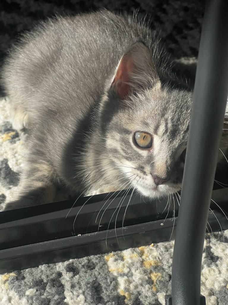 Boo, a Adopted Domestic Short Hair in Dallas, TX image 6/6