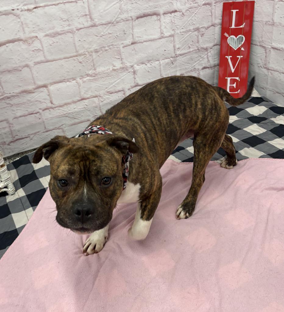 Hollar, Adoptable, Young Male Mixed Breed.