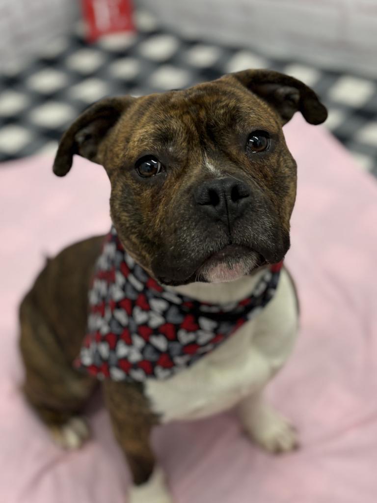 Enlarge Hollar, a Adoptable mixed breed in Detroit, MI image 2/6