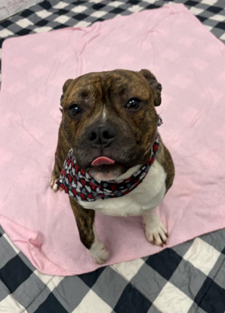 Enlarge Hollar, a Adoptable mixed breed in Detroit, MI image 3/6