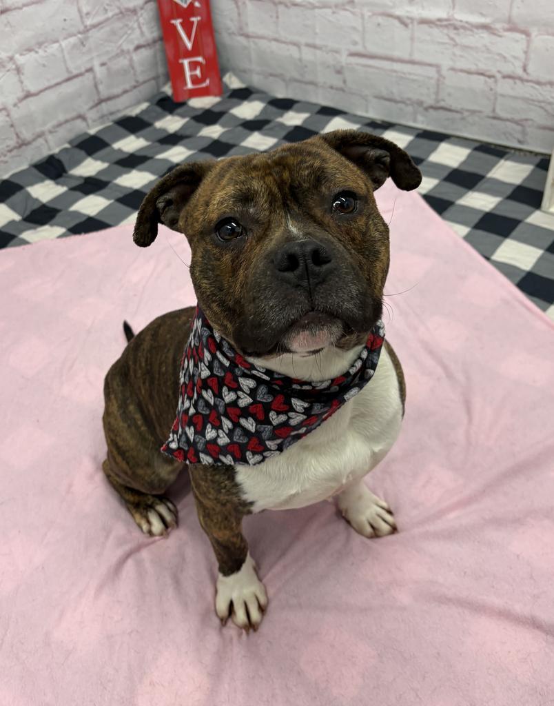 Enlarge Hollar, a Adoptable mixed breed in Detroit, MI image 4/6