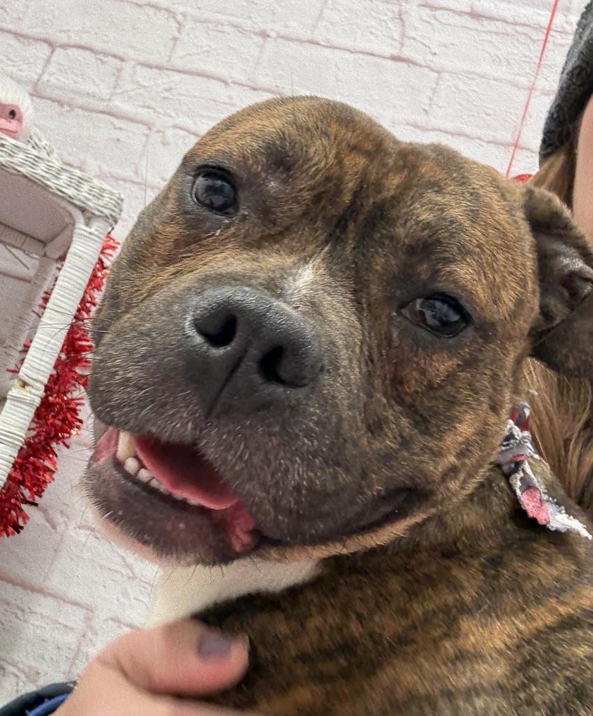 Enlarge Hollar, a Adoptable mixed breed in Detroit, MI image 5/6