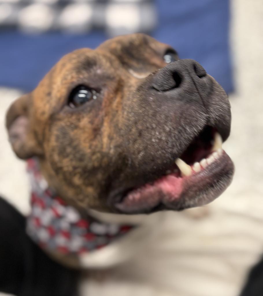 Enlarge Hollar, a Adoptable mixed breed in Detroit, MI image 6/6