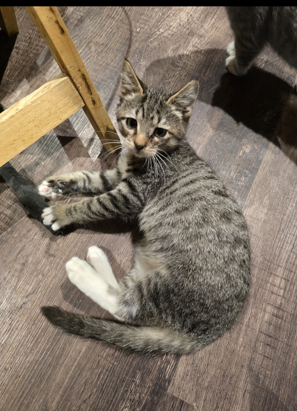 Garcia, a Adoptable Domestic Short Hair in Staten Island, NY image 1/3