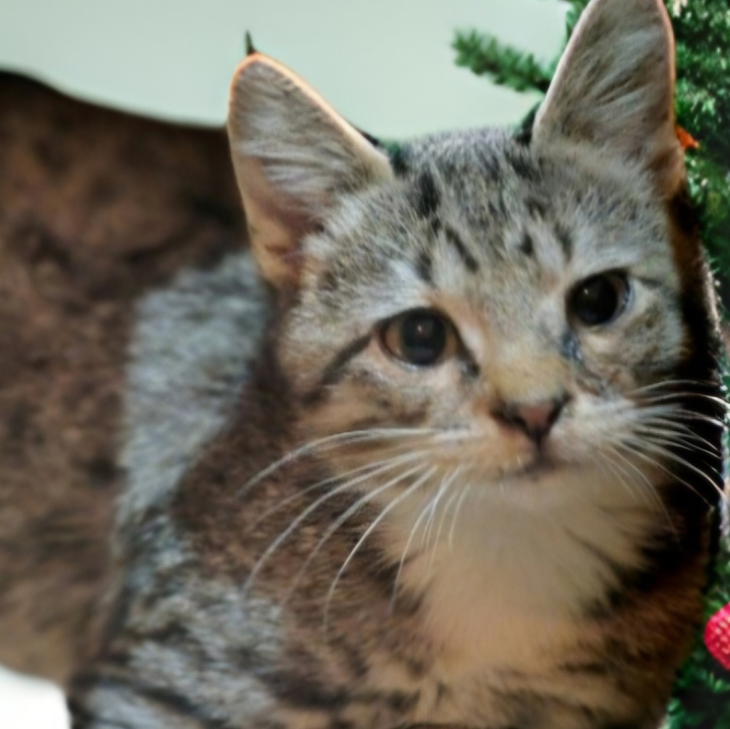 Garcia, a Adoptable Domestic Short Hair in Staten Island, NY image 2/3