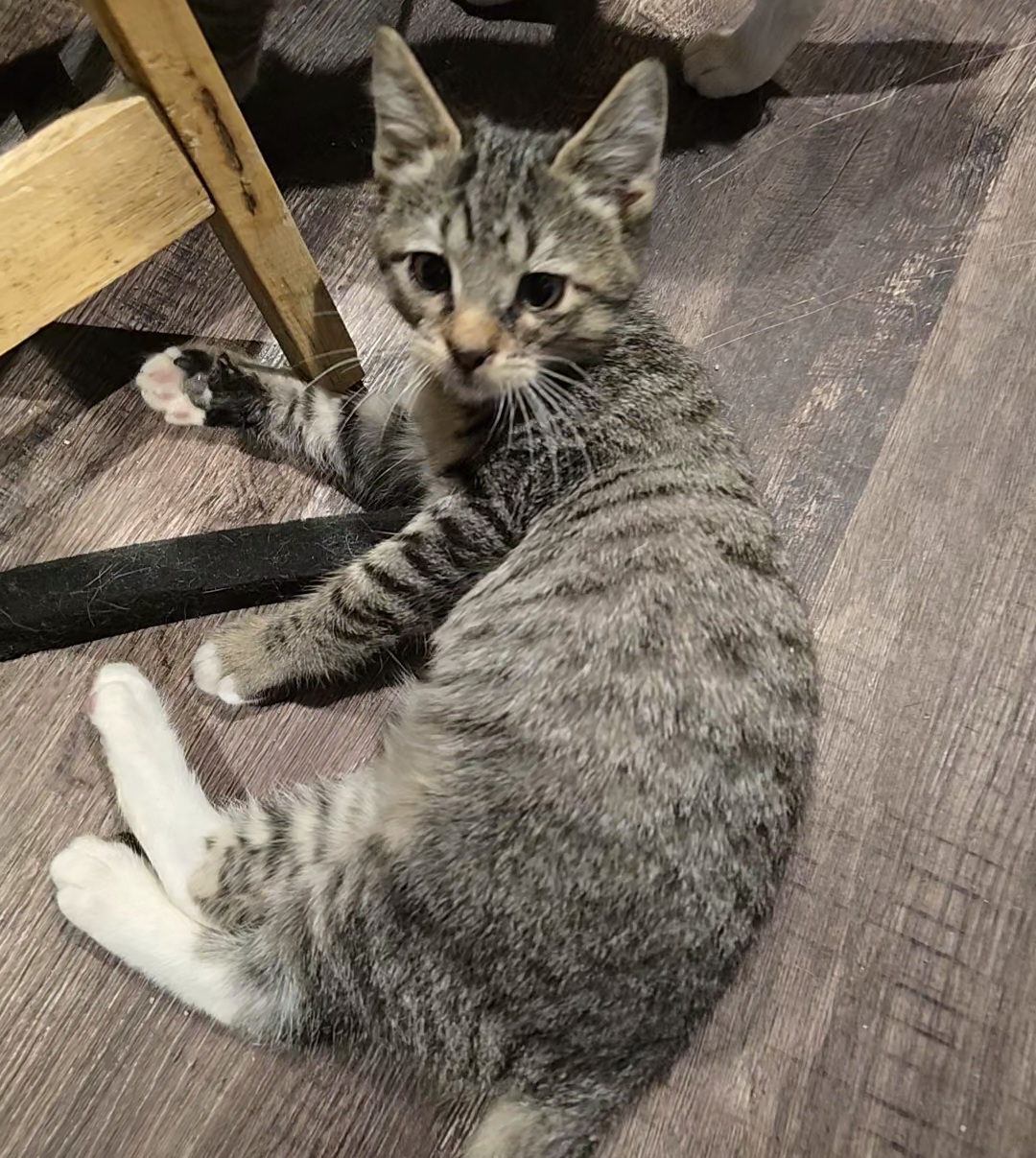 Garcia, a Adoptable Domestic Short Hair in Staten Island, NY image 3/3