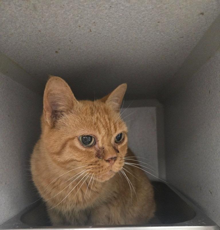 Thumpy, a Adoptable mixed breed in Greencastle, IN image 1/2