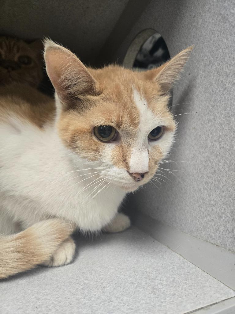 Enlarge Thumpy, a Adoptable mixed breed in Greencastle, IN image 1/2