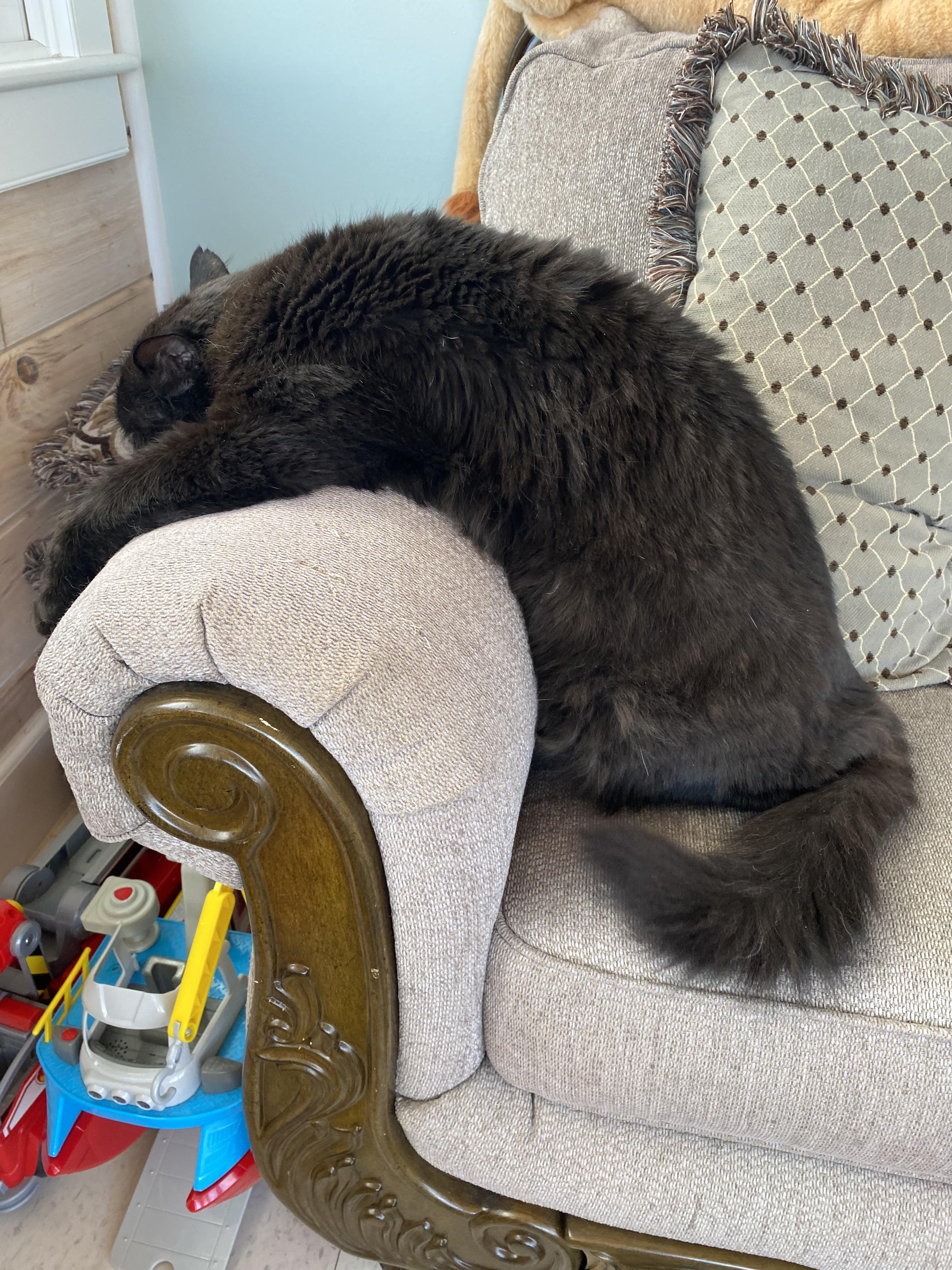 Enlarge Main Coon Mix, an adopted mixed breed in Salem, NH image 4/4