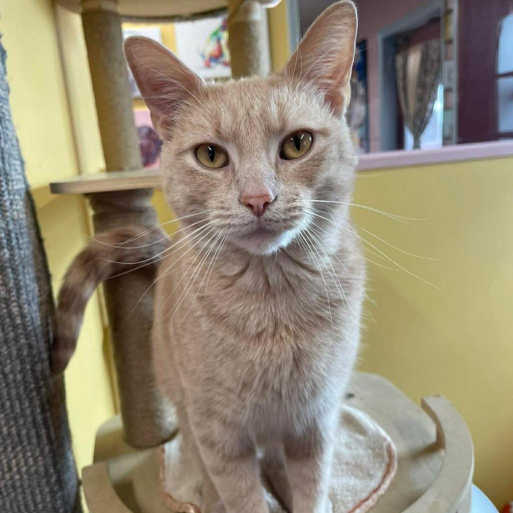 Enlarge Simba, a Adoptable Domestic Short Hair in Huntsville, AR image 1/2