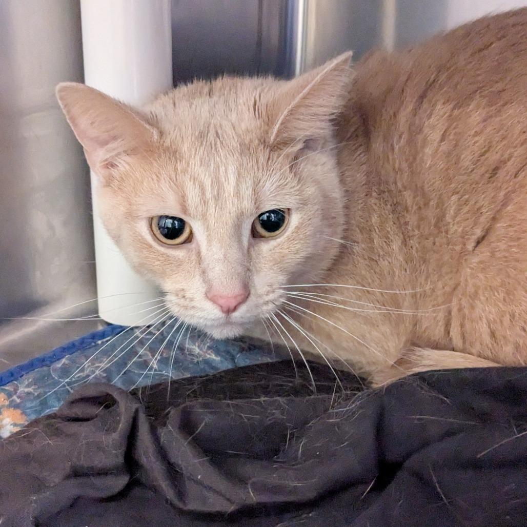 Enlarge Simba, a Adoptable Domestic Short Hair in Huntsville, AR image 2/2