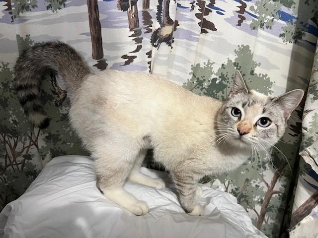 Snowball, an adopted mixed breed in Wytheville, VA image 5/5