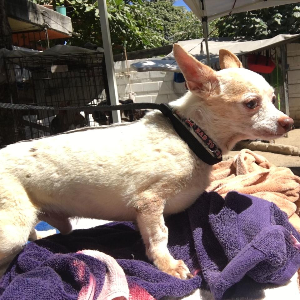 Chico, a Adoptable Chihuahua in Las Jarretaderas, NAY image 3/4