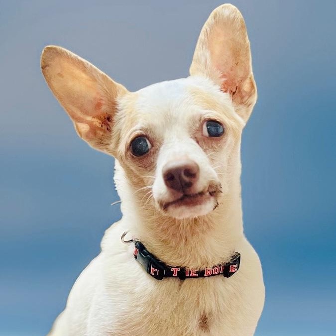 Chico, a Adoptable Chihuahua in Las Jarretaderas, NAY image 1/4