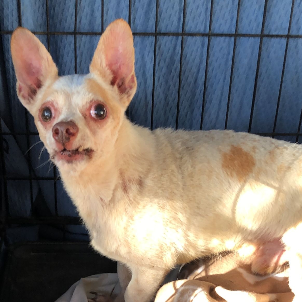 Chico, a Adoptable Chihuahua in Las Jarretaderas, NAY image 4/4