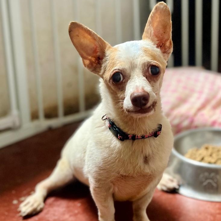 Chico, a Adoptable Chihuahua in Las Jarretaderas, NAY image 2/4