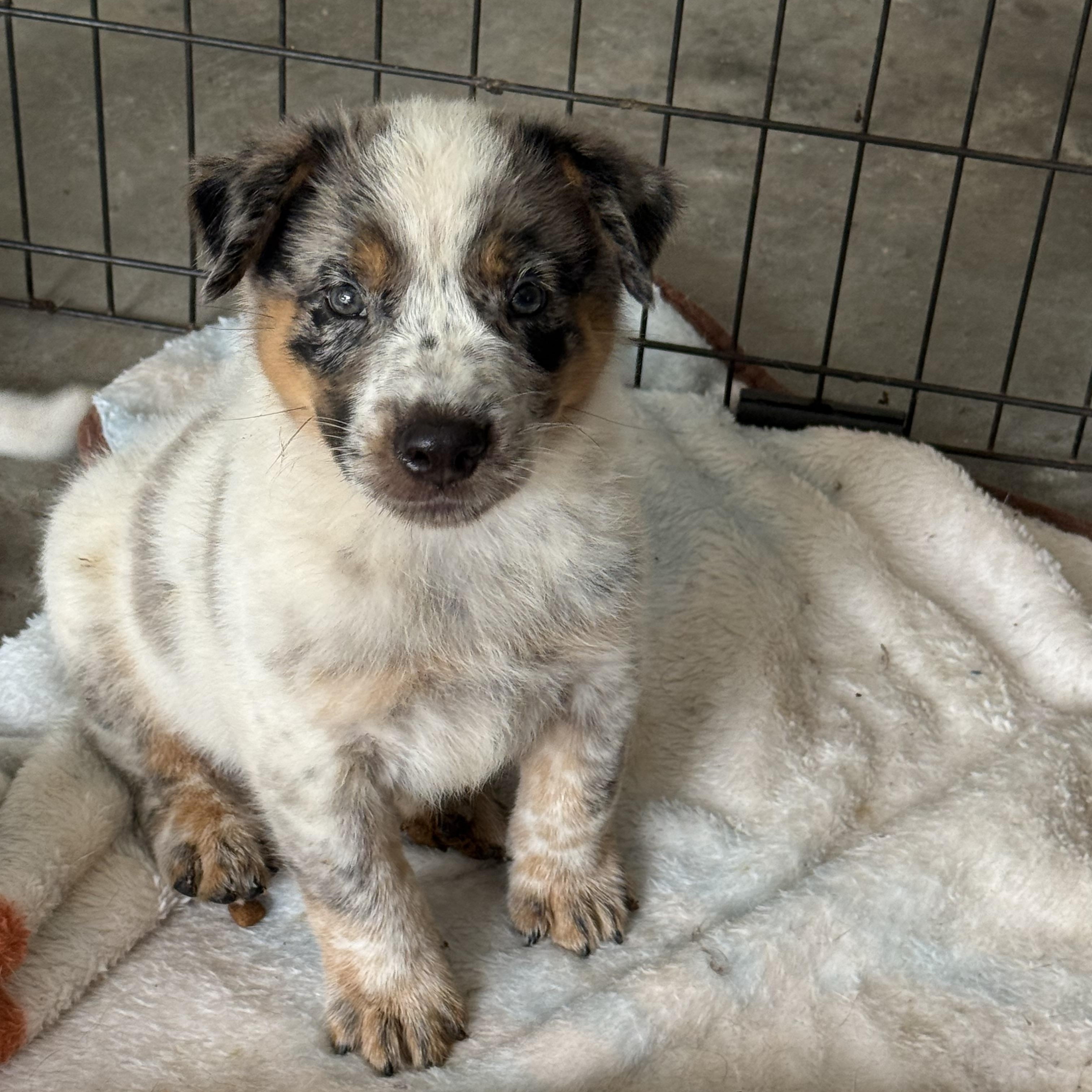 Heeler Puppies, ADOPTABLE, Puppy Male Australian Cattle Dog / Blue Heeler.