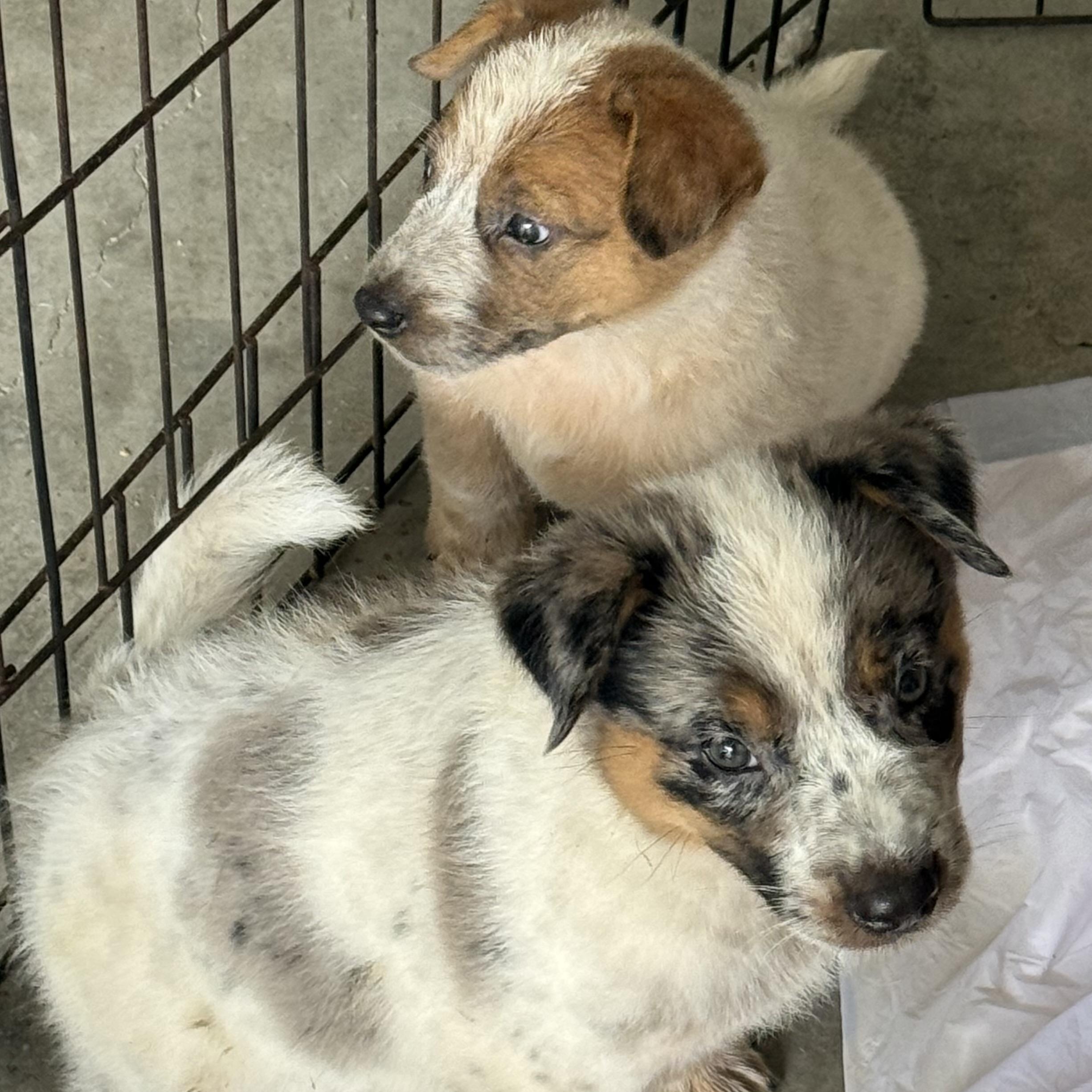 Enlarge Heeler Puppies, a ADOPTABLE mixed breed in Eagleville, TN image 2/2