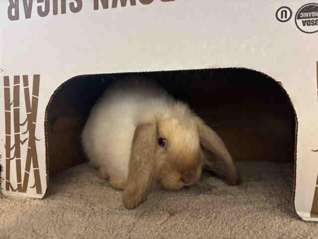 COCOPUFF, Adoptable, Adult Female French Lop.