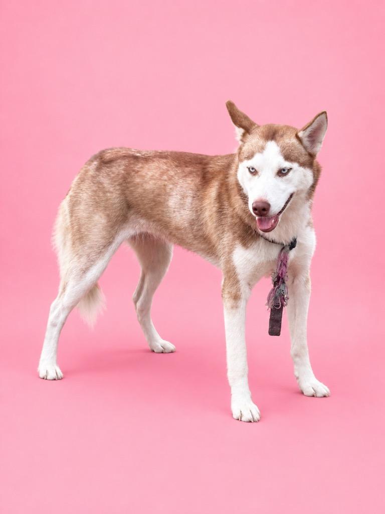 Breeze, Adoptable, Young Female Husky.