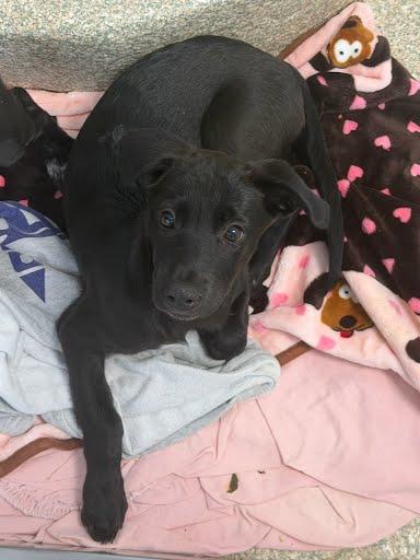 Queen, Adoptable, Puppy Female Labrador Retriever & Mixed Breed.