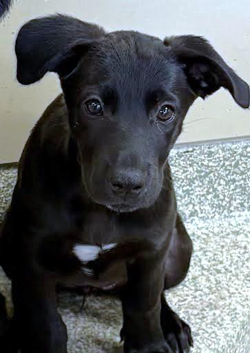 Enlarge Queen, a Adoptable mixed breed in Washington, DC image 2/2