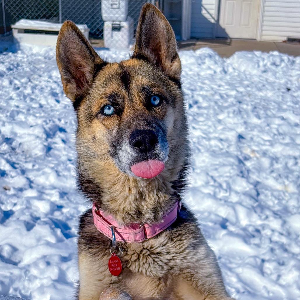 Aurora/Mom, Adoptable, Adult Female Husky & German Shepherd Dog.