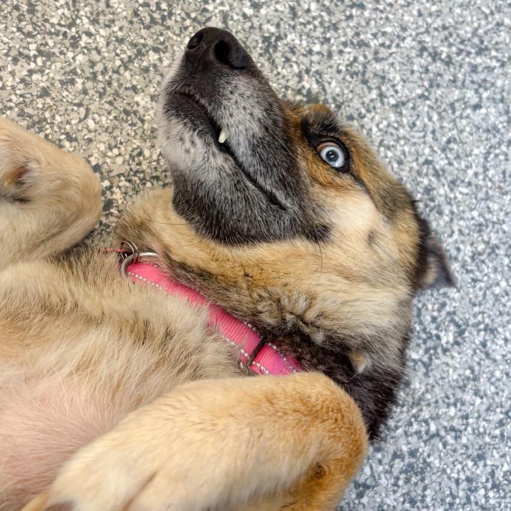 Enlarge Aurora/Mom, a Adoptable mixed breed in St. Peters, MO image 2/6