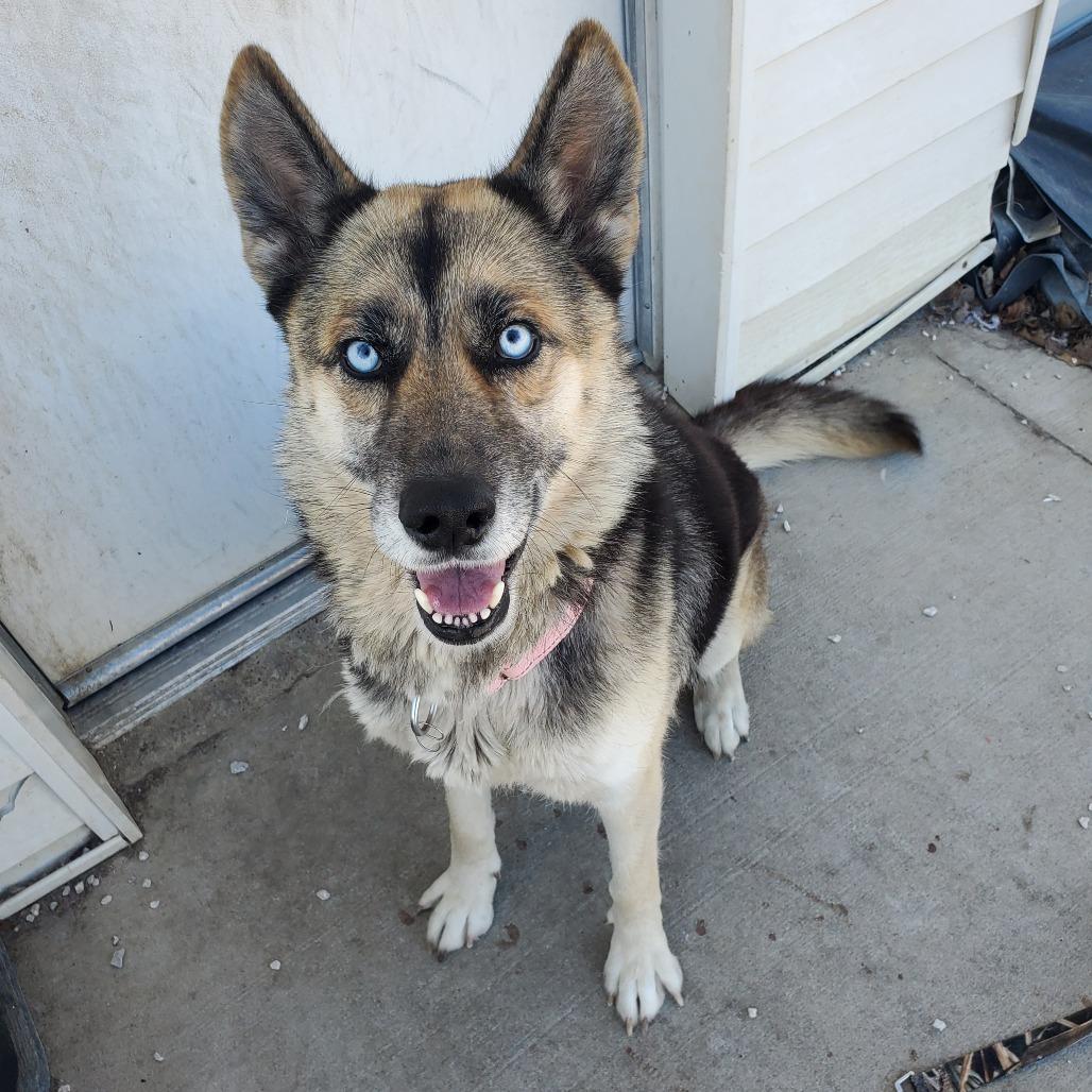 Enlarge Aurora/Mom, a Adoptable mixed breed in St. Peters, MO image 4/6
