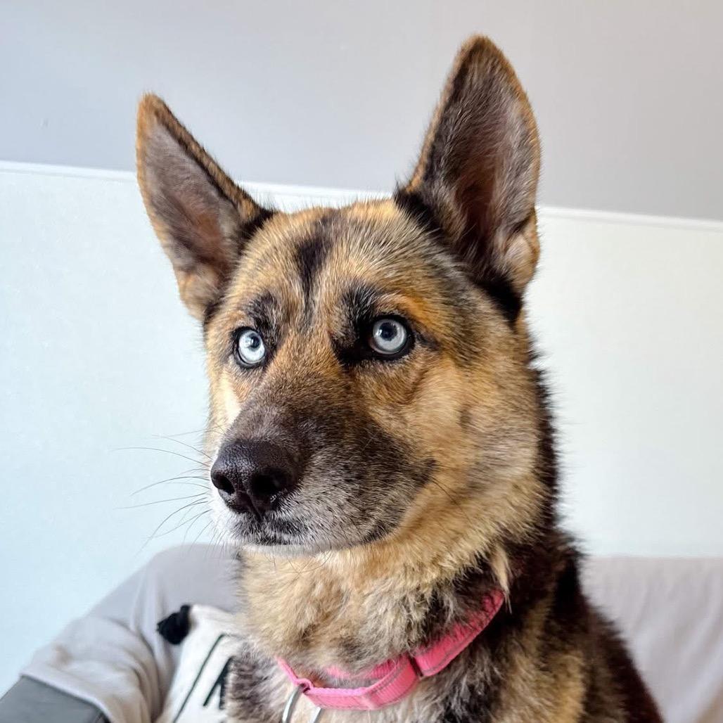 Enlarge Aurora/Mom, a Adoptable mixed breed in St. Peters, MO image 6/6
