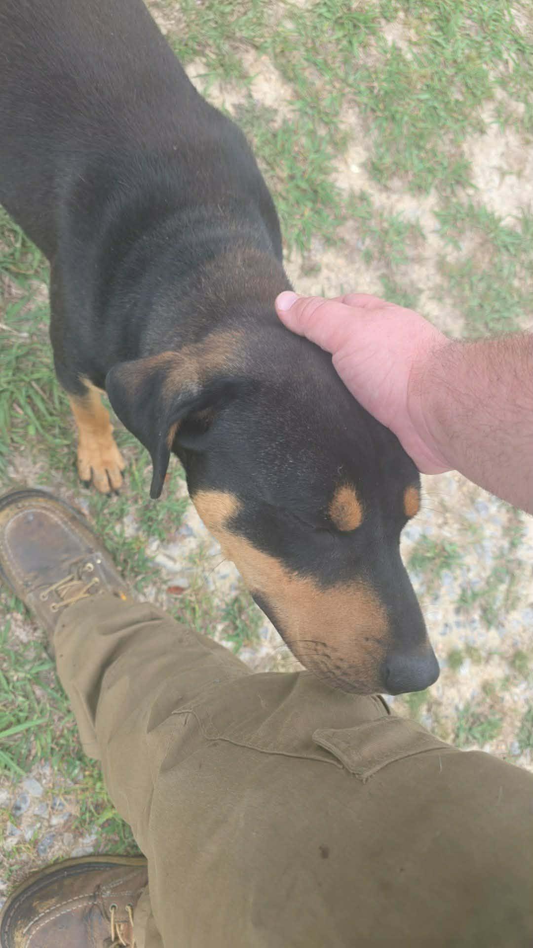 LUCK (Transylvanian Hound mix), an adopted Hound in Chattanooga, TN image 4/4